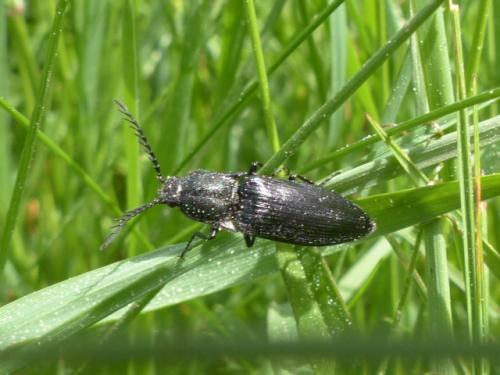 Ctenicera cuprea