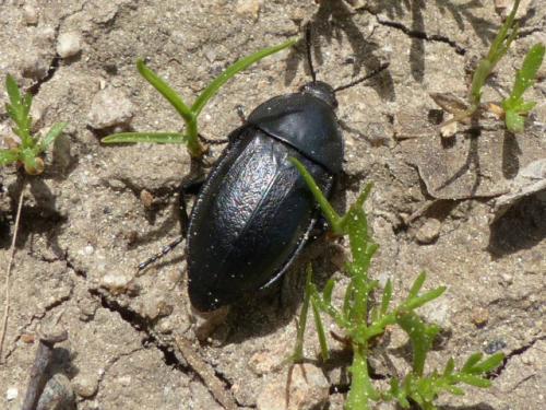 Silpha tyrolensis