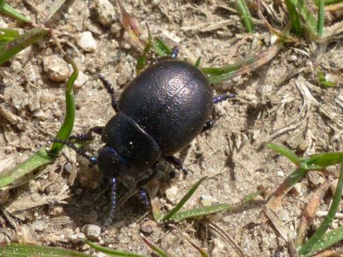 Timarcha goettingensis