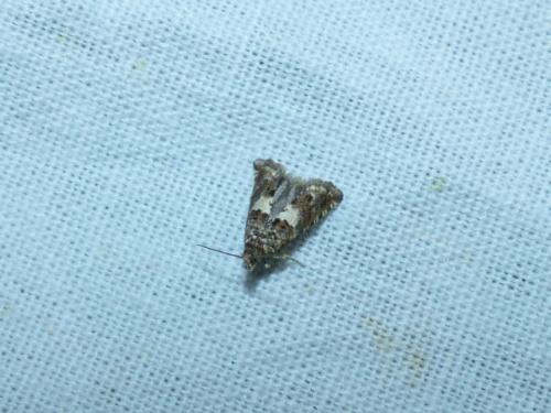 Epiblema sp.