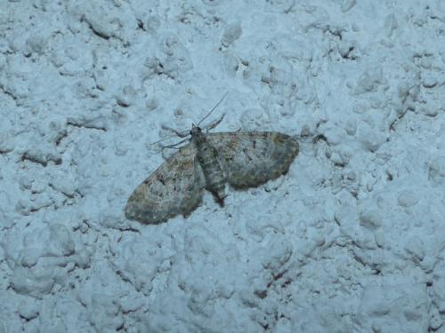 Eupithecia sp.