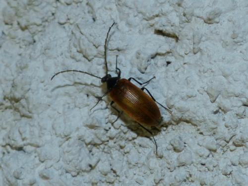 Réf. 152 518 : Pseudocistela ceramboides