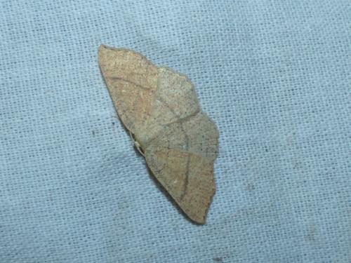 Réf. 152 824 : Cyclophora ruficiliaria
