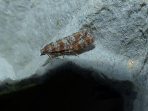 Rhyacionia sp.