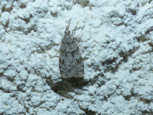 Réf. 152 882 : Scoparia basistrigalis