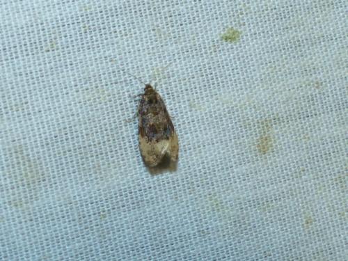 Hedya ochroleucana
