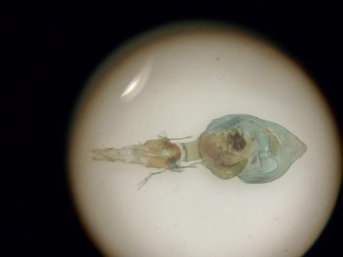 Réf. 152 980 : Caradrina proxima