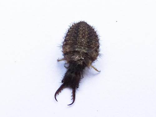 Distoleon tetragrammicus