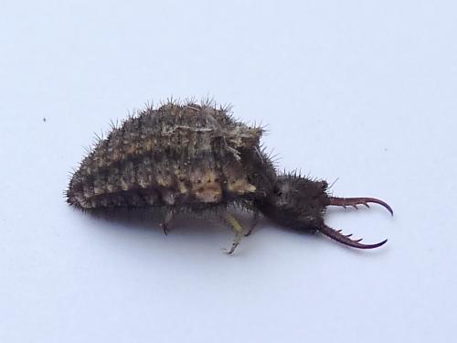 Distoleon tetragrammicus