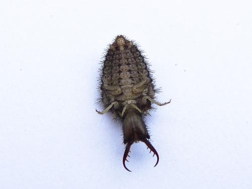 Réf. 152 425 : Distoleon tetragrammicus