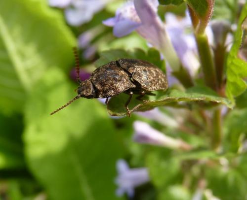 Réf. 152 117 : Agrypnus murinus
