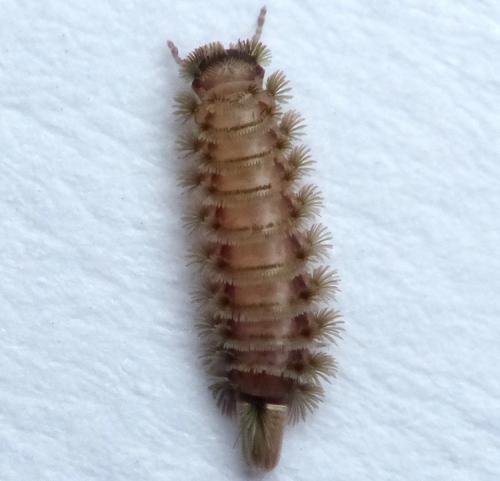 Réf. 152 552 : Polyxenus lagurus