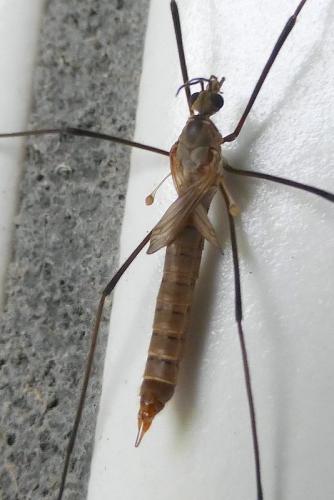 Tipula pagana
