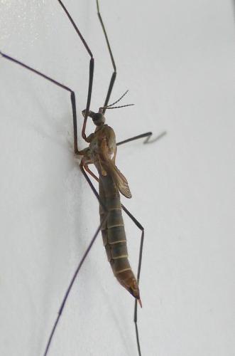 Réf. 152 602 : Tipula pagana