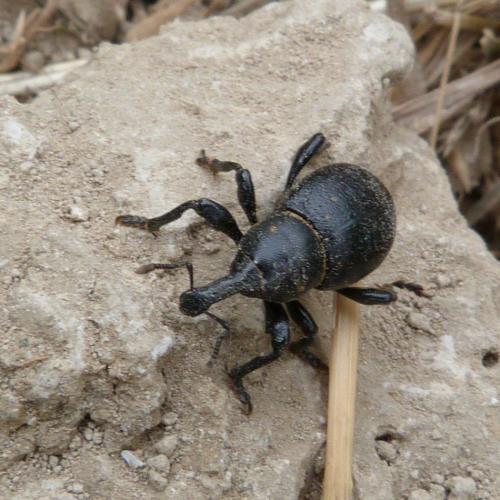 Liparus coronatus