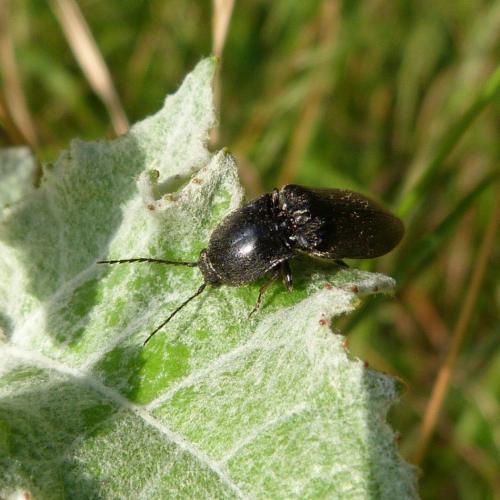 Réf. 152 373 : Hemicrepidius hirtus