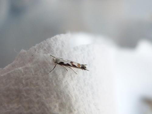 Réf. 152 569 : Lyonetia prunifoliella