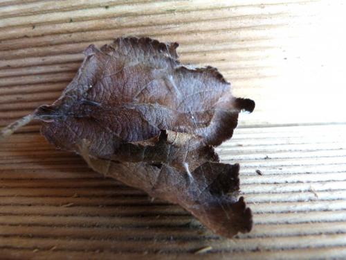 Réf. 152 566 : Lyonetia prunifoliella