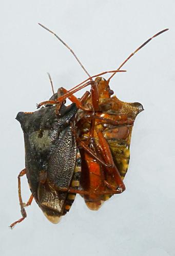 Pentatoma rufipes