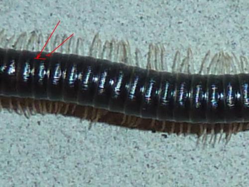 Réf. 152 280 : Tachypodoiulus niger