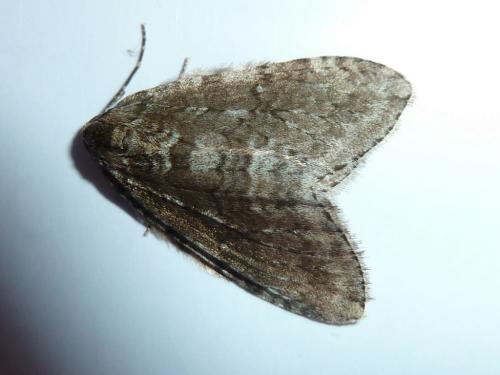 Epirrita sp.