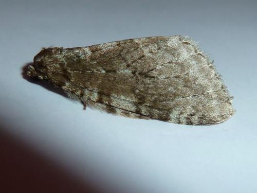 Réf. 152 213 : Epirrita sp.