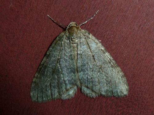 Epirrita sp.