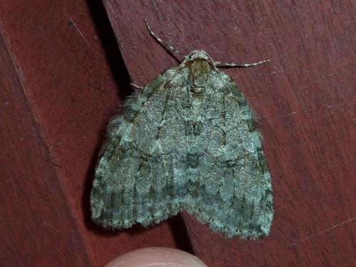Epirrita sp.