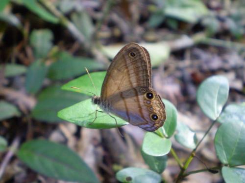 Chloreuptychia arnaca