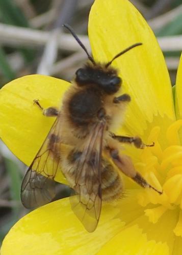 Réf. 152 927 : Andrena nigroaenea