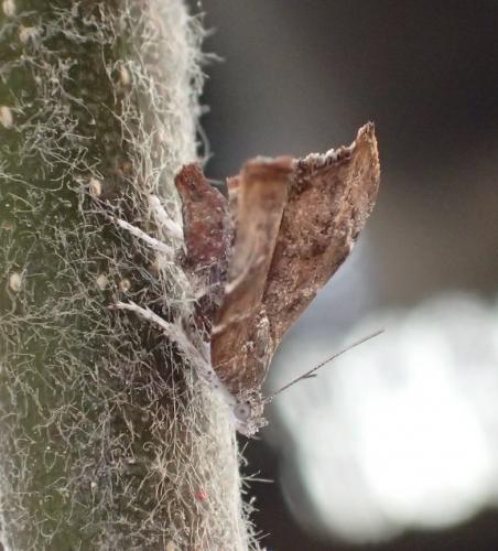 Réf. 152 917 : Choreutis nemorana