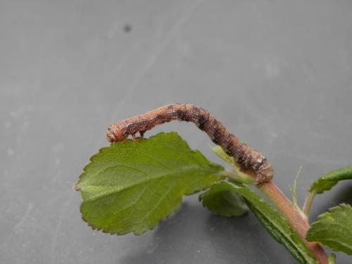 Agriopis aurantiaria