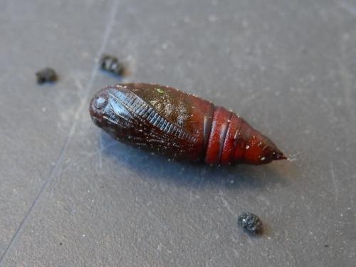 Réf. 152 846 : Agriopis aurantiaria