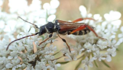 Stenopterus rufus