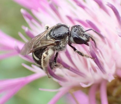 Lasioglossum discum