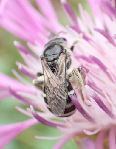 Lasioglossum discum