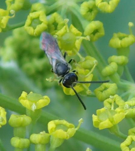 Lasioglossum sp.