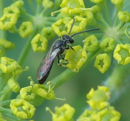 Lasioglossum sp.