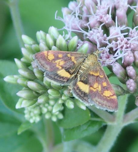 Réf. 152 750 : Pyrausta aurata