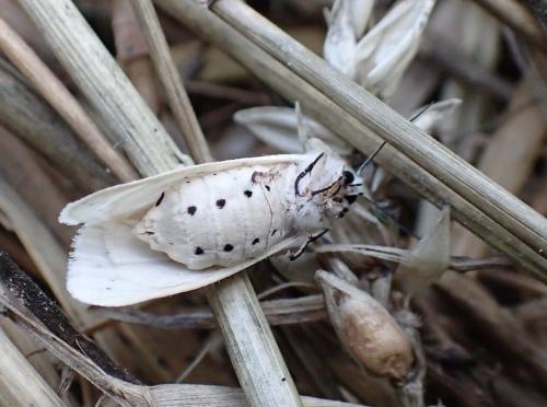 Spilosoma lubricipeda