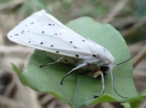 Réf. 152 741 : Spilosoma lubricipeda