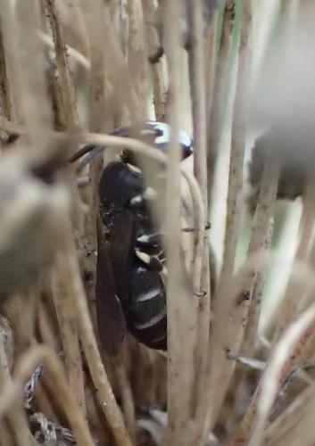 Hylaeus sp.