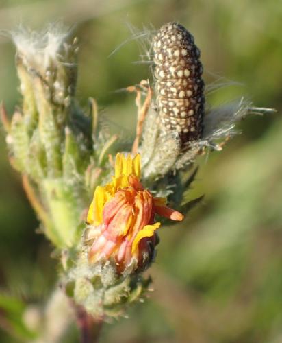 Schinia cardui
