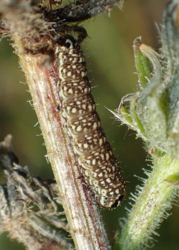 Schinia cardui