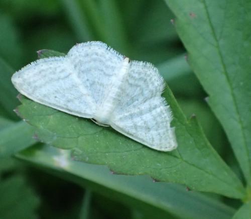Réf. 152 858 : Idaea subsericeata