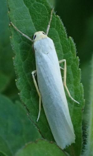 Réf. 152 869 : Eilema sp.