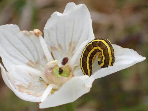 Ceramica pisi