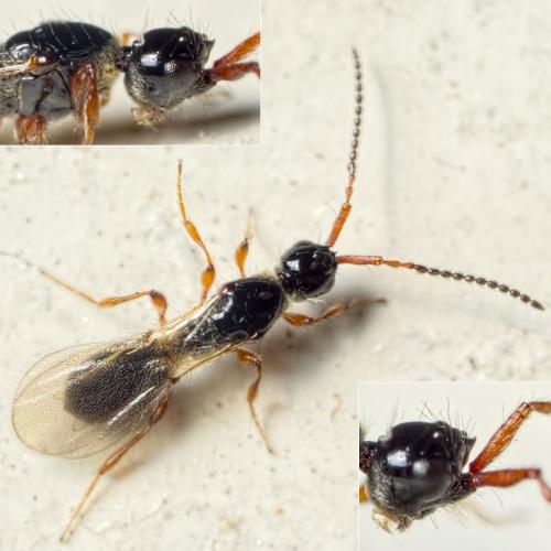 Réf. 152 522 : Basalys sp.