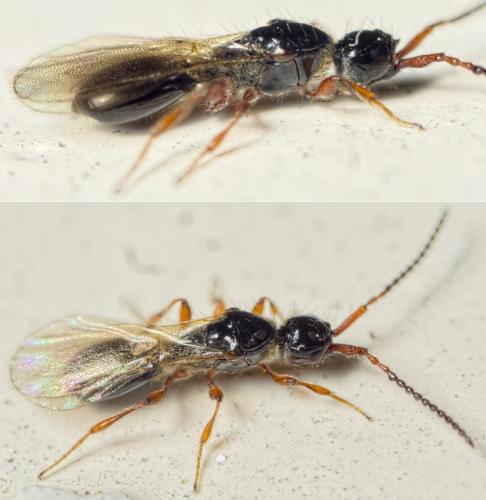 Basalys sp.