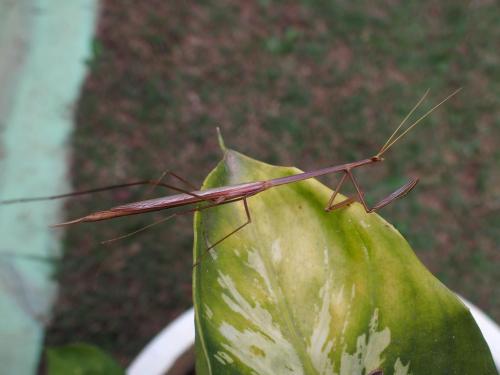 Brunneria sp.